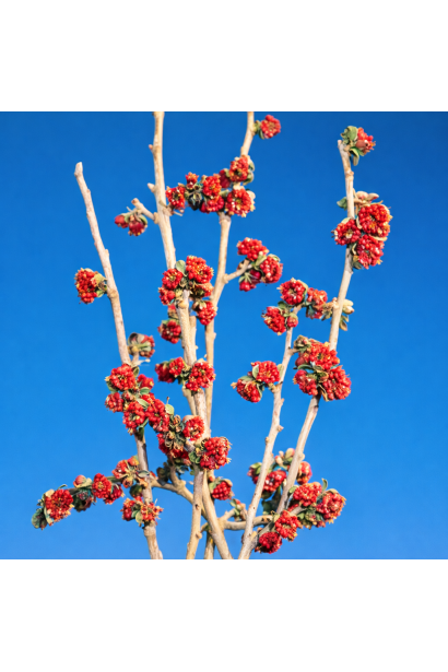 Парротія перська Персіан Спаєр цвітіння